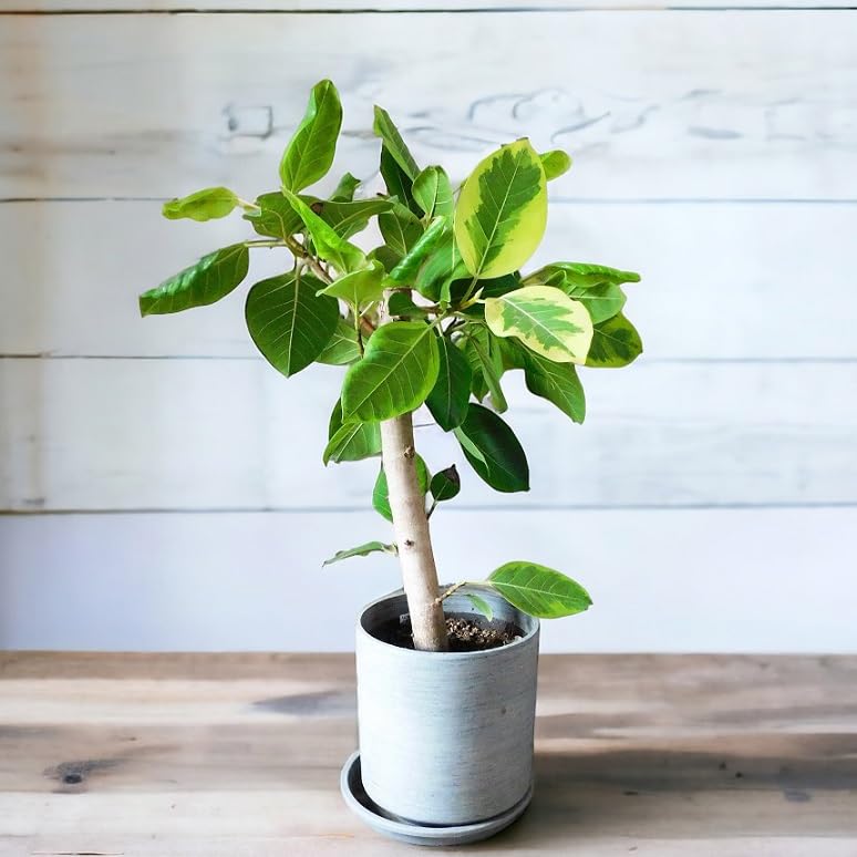 Amazon｜観葉植物 ゴムの木 フィカス アルテーシマ 7号｜観葉植物